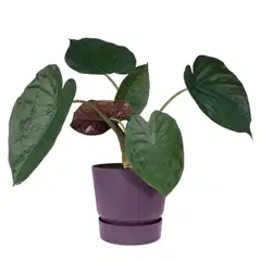 elho ruukku Greenville aluslautasella 14 cm luumu - 2