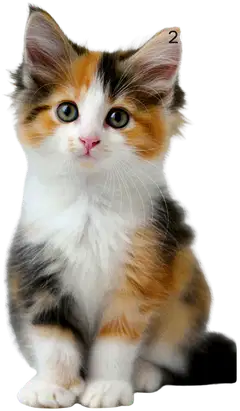 Burde kalenteri Compact Pets 26/27 - 2