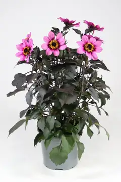 Patio daalia 'Happy Days' Mix 19 cm - 1