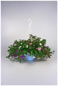Huiskula petunia-amppeli 23 cm - 4