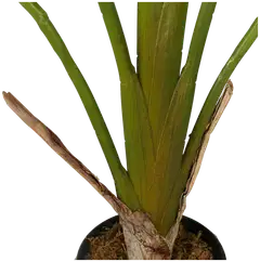 Lykke tekokasvi strelitzia tree 90cm - 2