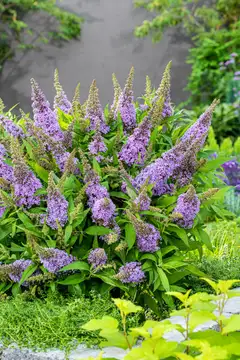 Syyssyrikka Butterfly Candy 'Little Lila' 2 l astiataimi Buddleja davidii Butterfly Candy 'Little Lila' - 1