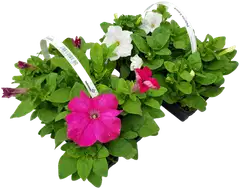 Petunia 6-pack - 1