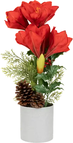 Tekokasvi Amaryllis ruukussa, erilaisia - 2