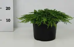 Kääpiökataja 'Green Carpet'. Taimen koko 30-40 cm. Ruukun halkaisija 23 cm. Astiataimi. - 1