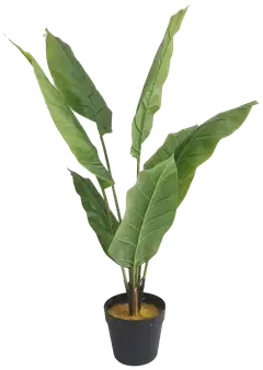 Lykke tekokasvi peace lily 105cm - 1