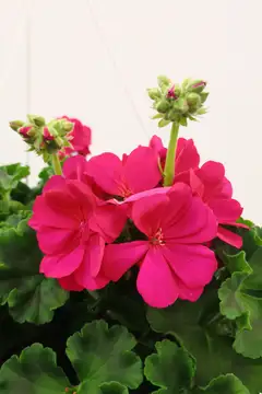 Pelargonia-amppeli 25cm - 2