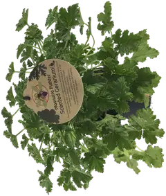Tuoksupelargoni 12 cm - 1