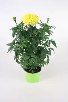 KESÄKUKKAMIX PYSTY 12 CM MIX-KENNOT - 3