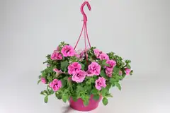 Pink mix amppeli 23 cm - 5