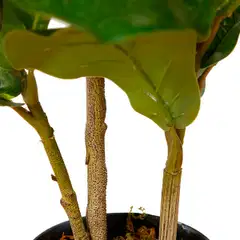 Lykke tekokasvi fiddle-leaf fig 85cm - 3
