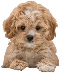 Burde kalenteri Compact Pets 26/27 - 1