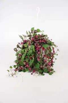 Kesäköynnös-amppeli mix 23 cm - 2