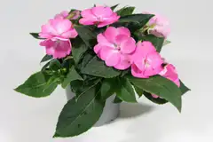 Uudenguineanliisa 12 cm ruukussa - 4