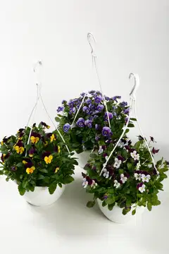 Orvokkiamppeli 19 cm - 1