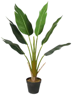 Lykke tekokasvi strelitzia tree 90cm - 1