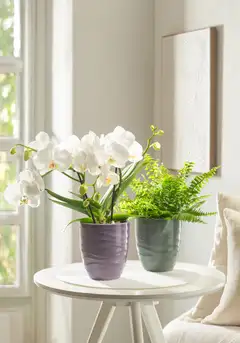 Scheurich orkidearuukku 689 15cm vihreä - 4