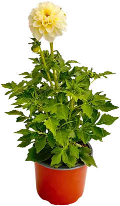 Pistokasdaalia 13 cm ruukku - 1