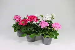Pelargoni Mix 12 cm ruukussa - 1