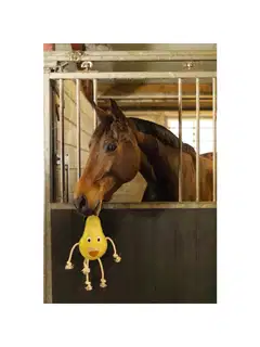 Excellent horse foodie friends heppalelu - 2