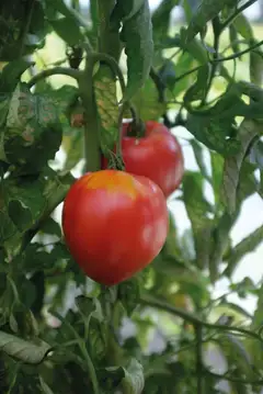 Nelson Garden tomaatti, Coeur de Boeuf - 2