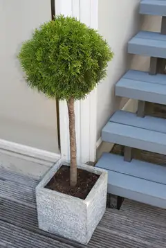 Timanttituija rungollinen 60 cm ruukutettu 7 l ruukkuun Thuja occidentalis 'Smaragd' - 1