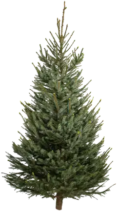 Joulukuusi, suomalainen serbiankuusi Picea omorika, koko 1,8-2,3 m - 1