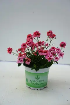 Amppelidiana, Diascia, 12 cm ruukussa - 2
