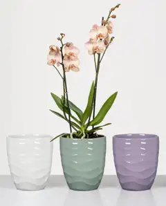 Scheurich orkidearuukku 689 15cm lila - 2