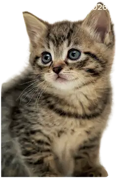 Burde Kalenteri 25/26 Compact Pets - 2