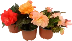 Tarhabegonia 12 cm ruukussa. Begonia x hybrida - 2