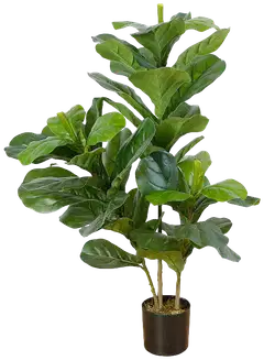 Lykke tekokasvi fiddle-leaf fig 85cm - 1
