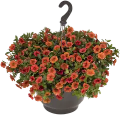 Miljoonakelloamppeli 23 cm - 2