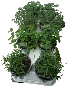 Mausteyrtti lajitelma 12cm - 2