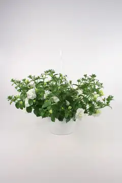 Kerrottukukkainen amppeli mix 23 cm - 5