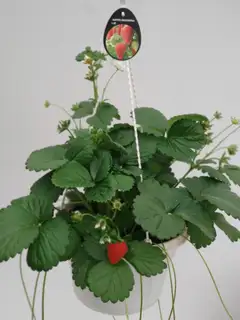 Amppelimansikka, halk. 23 cm, jatkuva satoinen, Suomessa viljelty - 1