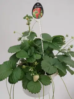 Amppelimansikka, halk. 23 cm, jatkuva satoinen, Suomessa viljelty - 2