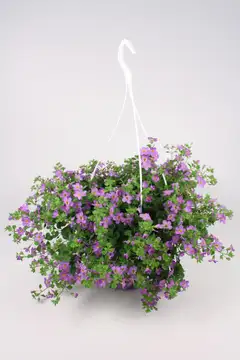 Lumihiutaleamppeli 23 cm - 3