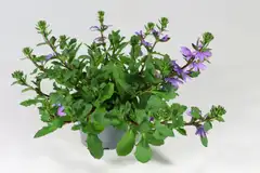Siniviuhka 12 cm ruukussa - 2