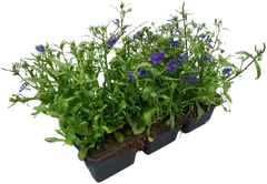 Lobelia 6-pack - 1