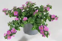 Lumihiutale 12 cm ruukussa - 3