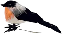 J.K. Primeco Koristelintu Punatulkku pieni - 2