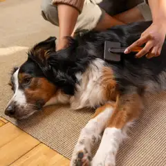 Fiskars lemmikin hierova harja - 5