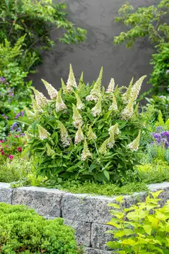 Syyssyrikka Butterfly Candy 'Little White' 2 l astiataimi Buddleja davidii ButterflyCandy 'Little White' - 2