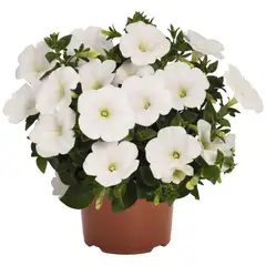 Ruukkupetunia 14 cm - 1
