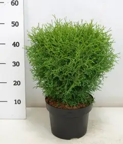 Pallotuija 'Tiny Tim'. Halkaisija 30-35cm. Ruukku 23cm. Astiataimi. Thuja occidentalis 'Tiny Tim' - 1