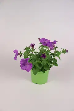 KESÄKUKKAMIX RIIPPUVA 12 CM MIX-KENNOT - 3