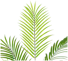 Lykke tekokasvi areca palm 150cm - 4
