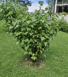 Esvi pensastuki halkaisijaltaan säädettävä sinkittyä terästä - 3