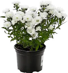 Syysasteri rk 10,5 cm, lajitelma - 3